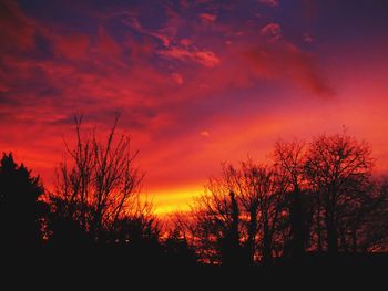 Silhouette of trees at sunset