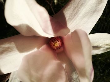 Close-up of hand holding flower