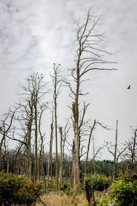 Bare trees on landscape against sky