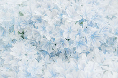 Full frame shot of white flowering plant