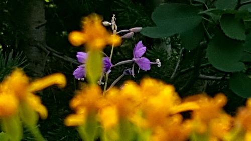 Close-up of yellow flowers blooming outdoors