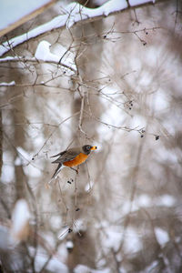 Robin perched on a snowy branch with a berry in its beak after a springtime snowfall.