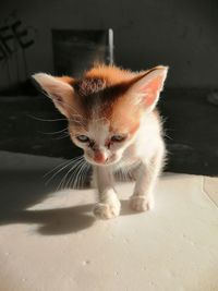 Close-up portrait of a cat