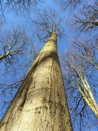 Low angle view of tree against sky