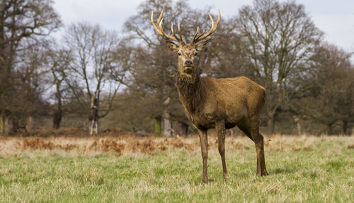 Portrait of deer standing in park