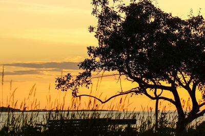 Silhouette of trees at sunset