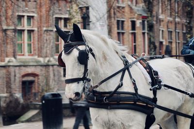 Horse cart in a city