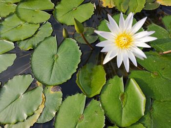 High angle view of water lily amidst leaves in lake