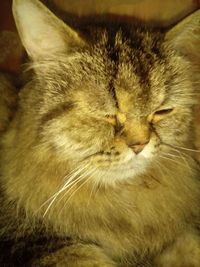 Close-up of a cat with eyes closed