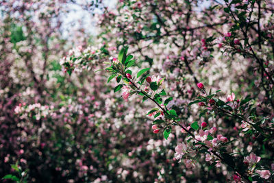 Close-up of pink cherry blossoms in spring