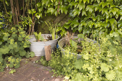 Two zinc tubs as small garden ponds planted with aquatic plants,  lady's mantle, alchemilla mollis,