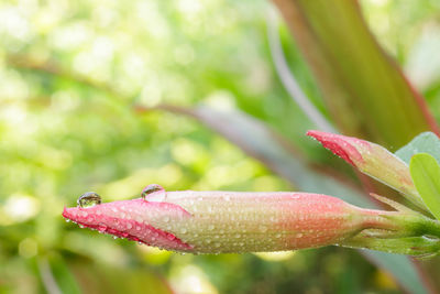 Close-up of water drops on plant