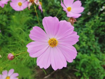 Close-up of pink cosmos flower