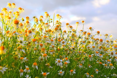 Close-up of flowering plants on field