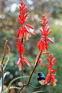 Close-up of red flower