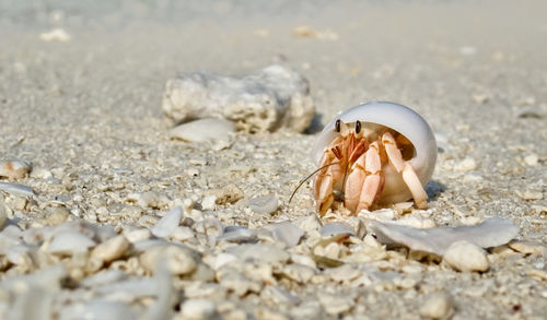 Close-up of shells on beach