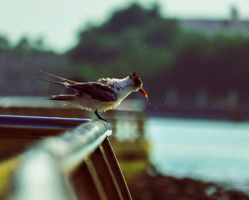 Close-up of bird perching