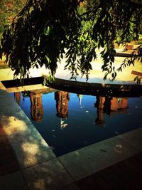 Reflection of trees in water