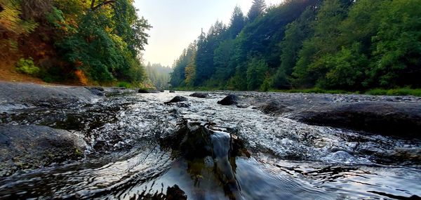 Scenic view of river stream amidst trees in forest