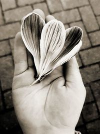 Close-up of hand holding leaf