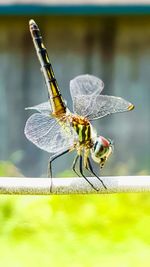 Close-up of damselfly on leaf