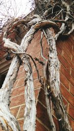 Low angle view of bare tree