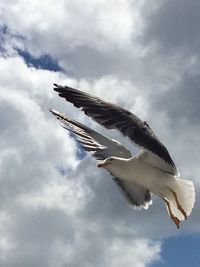 Low angle view of seagull flying against sky
