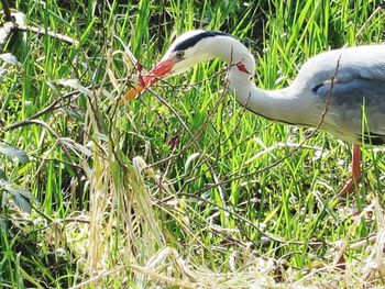 Bird on grass