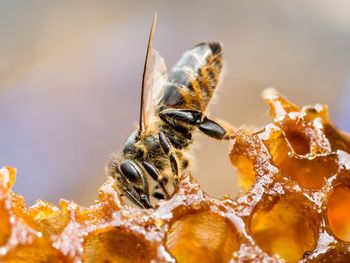 Close-up of bee.