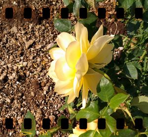 Close-up of yellow flowers blooming outdoors