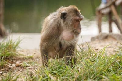 Close-up of monkey on field