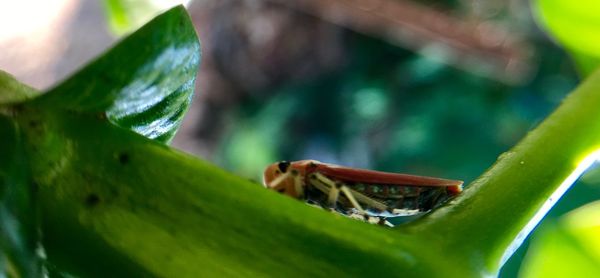 Close-up of insect on leaf