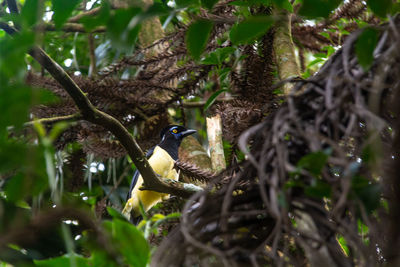 Low angle view of bird perching on branch