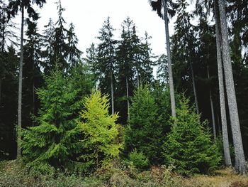 Pine trees in forest