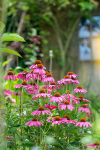 Close-up of pink flowering plant in yard