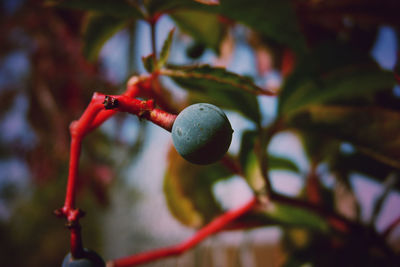 Close-up of berries growing on tree