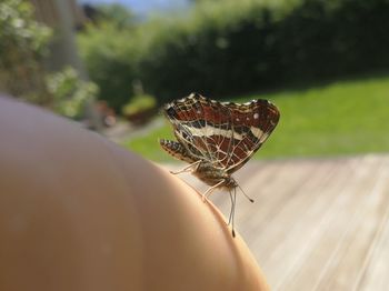 Butterfly on my hand