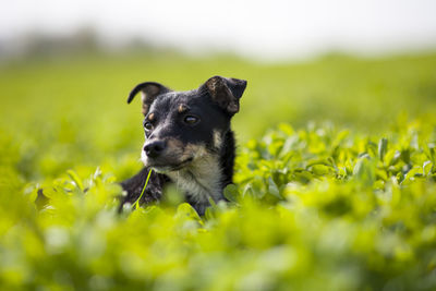 Dog on field