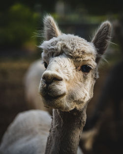 Close-up of a alpaca 