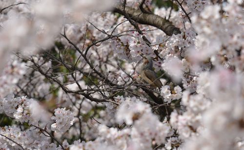 Close-up of cherry blossoms