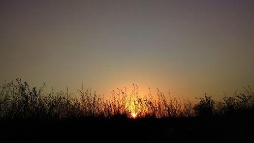 Silhouette plants against sky during sunset