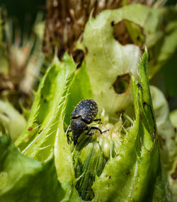 Close-up of insect on leaf