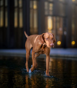 Portrait of dog standing in water