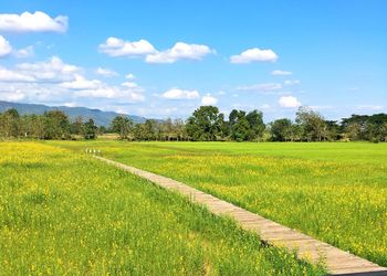 Scenic view of agricultural field against sky