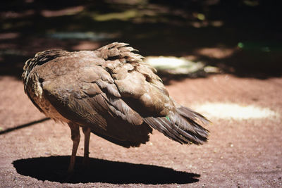 Close-up of an eagle without a head