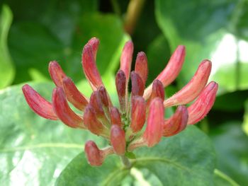 Close-up of red flowers