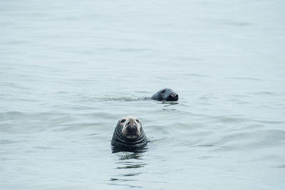 Two grey seals play together in the ocean
