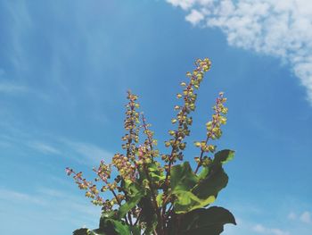 Low angle view of flowering plant against blue sky