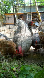 Close-up of rooster in cage