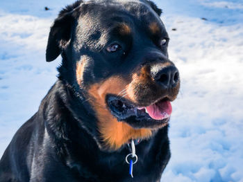 Close-up of dog looking away on snow field